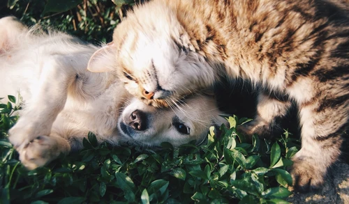 Happy dog with pet insurance coverage in Garland, TX