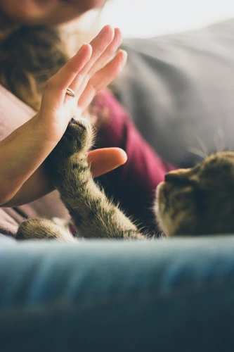 Kindness Small Animal Hospital in Garland, TX